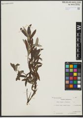 Foto von Salix repens L. x Salix viminalis L.